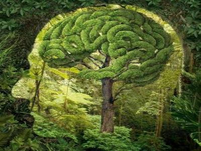 Use Your Mind To Change Your Brain