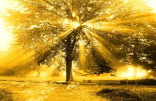 Equanimity and Faith