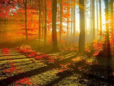 Sunshine through forest