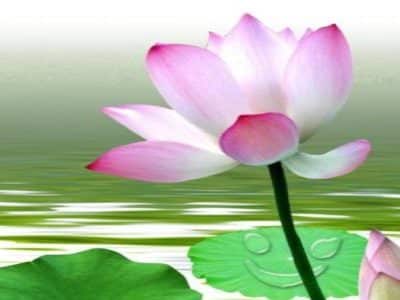 Flowering of Compassion