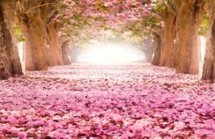 Flowering of Compassion