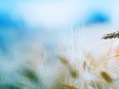 Flowering of Compassion