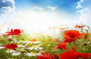 Flowering of Compassion