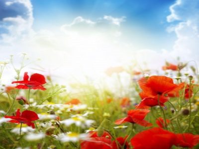 Flowering of Compassion