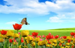 Flowering of Compassion