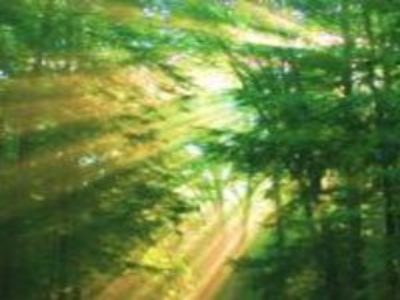 Ambient Soundscape