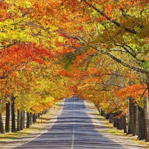 Practice as a Path of Happiness