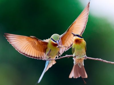 Sharing Gratitude – Meditation
